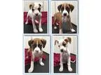 Adopt Boxer Puppies (Sherburne NY) a Boxer