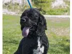 Adopt Midnight a Cocker Spaniel