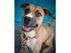 Adopt Chevy a Terrier