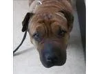 Adopt Princess a Shar Pei  Mixed dog in San Diego CA (15288655)