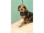 Adopt Solar a Hound