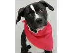 Adopt Ivory a Pit Bull Terrier  Mixed dog in Topeka KS (15310025