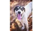 Adopt Mosley a Dutch Shepherd