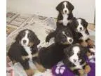 Adorable Labradoodles for Sale