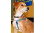 Adopt Konga a Domestic Short Hair