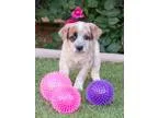 Adopt marti a RedGoldenOrangeCh estnut - with White Australian C
