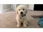 ExpergefacientMF rotweilers puppies for sale