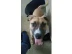 Adopt Stephanie Tanner a German Shepherd Dog