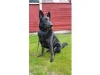 Adopt Charlie a German Shepherd Dog