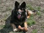 Adopt Mylee a Black - with Brown Red Golden Orange or Chestnut G