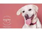 Adopt Thurston a White - with Tan Yellow or Fawn Labrador Retrie