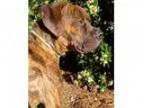 Adopt S - Adopted a Boxer