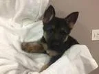 Adopt Gabby - Available soon a German Shepherd Dog