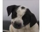 Adopt Winnie a Australian Cattle Dog (Blue Heeler)