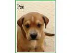 Adopt Poe a TanYellowFawn Hound (Unknown Type)  Shepherd (Unknow