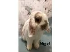 Adopt Nigel a White Mini Lop  Mixed (short coat) rabbit in Aubur
