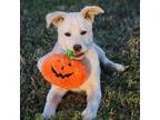 Adopt Hamlet a White - with Tan Yellow or Fawn Husky  Shepherd (