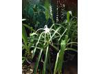 Spider Lily plants