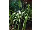 Spider Lily plants