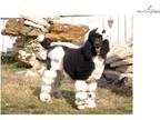 Adopt Lucky a Australian Cattle Dog (Blue Heeler)