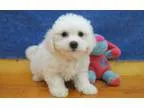 Naughty bischon frise puppies