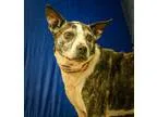 Adopt Rocket a Boston Terrier Jack Russell Terrier