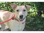 Adopt Mika a Yellow Labrador Retriever Labrador Retriever