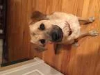 Adopt Holly a Golden Retriever Hound