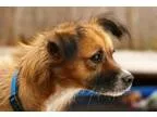 Adopt Roxy a Border Collie Corgi