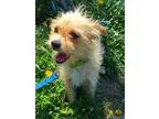 Adopt Mary Ann a TanYellowFawn Cairn Terrier  Poodle (Miniature)
