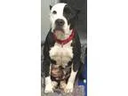 Adopt Chumley a Black - with Tan Yellow or Fawn Miniature Pinsch