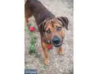 Adopt Alamo a Hound