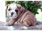 Lola english bulldog puppies