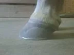 Farrier Horse Trims and Shoeing
