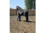 Friesian At Stud Sparten