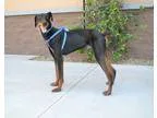 Adopt Bronson a Black - with Brown Red Golden Orange or Chestnut