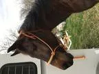 Rescue gelding looking for his One Special Person