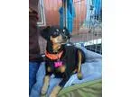 Adopt Miss Lil a Miniature Pinscher