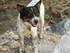Adopt Luca a Australian Cattle Dog (Blue Heeler)