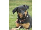 Adopt Bailey a Black - with Brown Red Golden Orange or Chestnut 