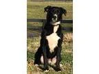 Adopt Bo Bo a Black - with White Great Dane  Labrador Retriever 