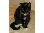 Adopt Ulani (baby girl) a Domestic Short Hair