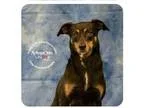 Adopt Emille a Black - with Tan Yellow or Fawn Miniature Pinsche