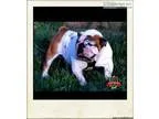 beautiful English Bulldog Puppies