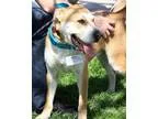 Adopt Sharpie - Adopted a TanYellowFawn Shar Pei  Labrador Retri