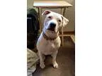 Adopt Angelica adoption pending a Pit Bull Terrier