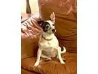 Adopt Dutch a Rat Terrier