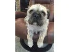 Adopt Scruffy a TanYellowFawn - with Black Brussels Griffon  Pug