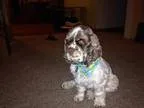 Adopt Donny 4yr a BrownChocolate - with White Cocker Spaniel  Mi