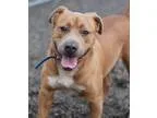 Adopt McFly(CGC Ready) a TanYellowFawn American Pit Bull Terrier